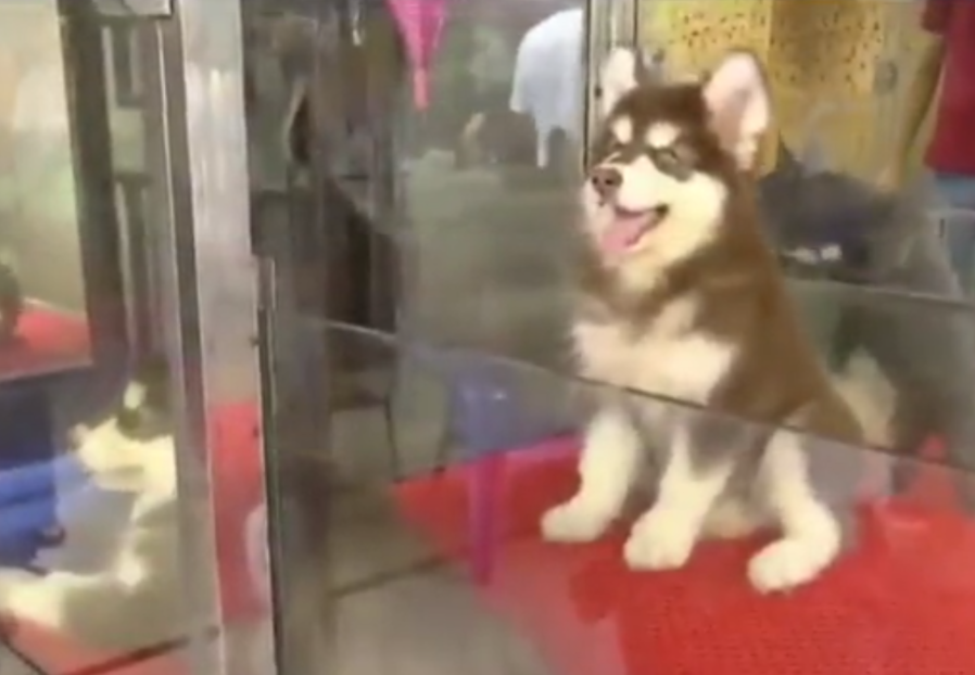 春城晚报(微信)