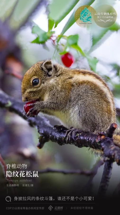 云南省人民政府网