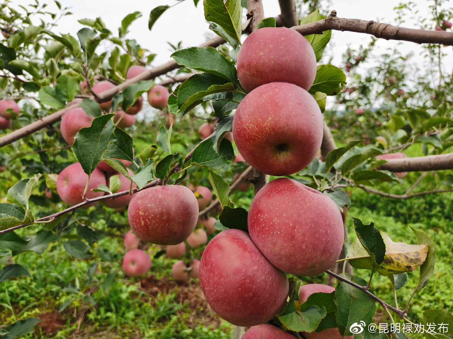 “昆明禄劝发布”微博