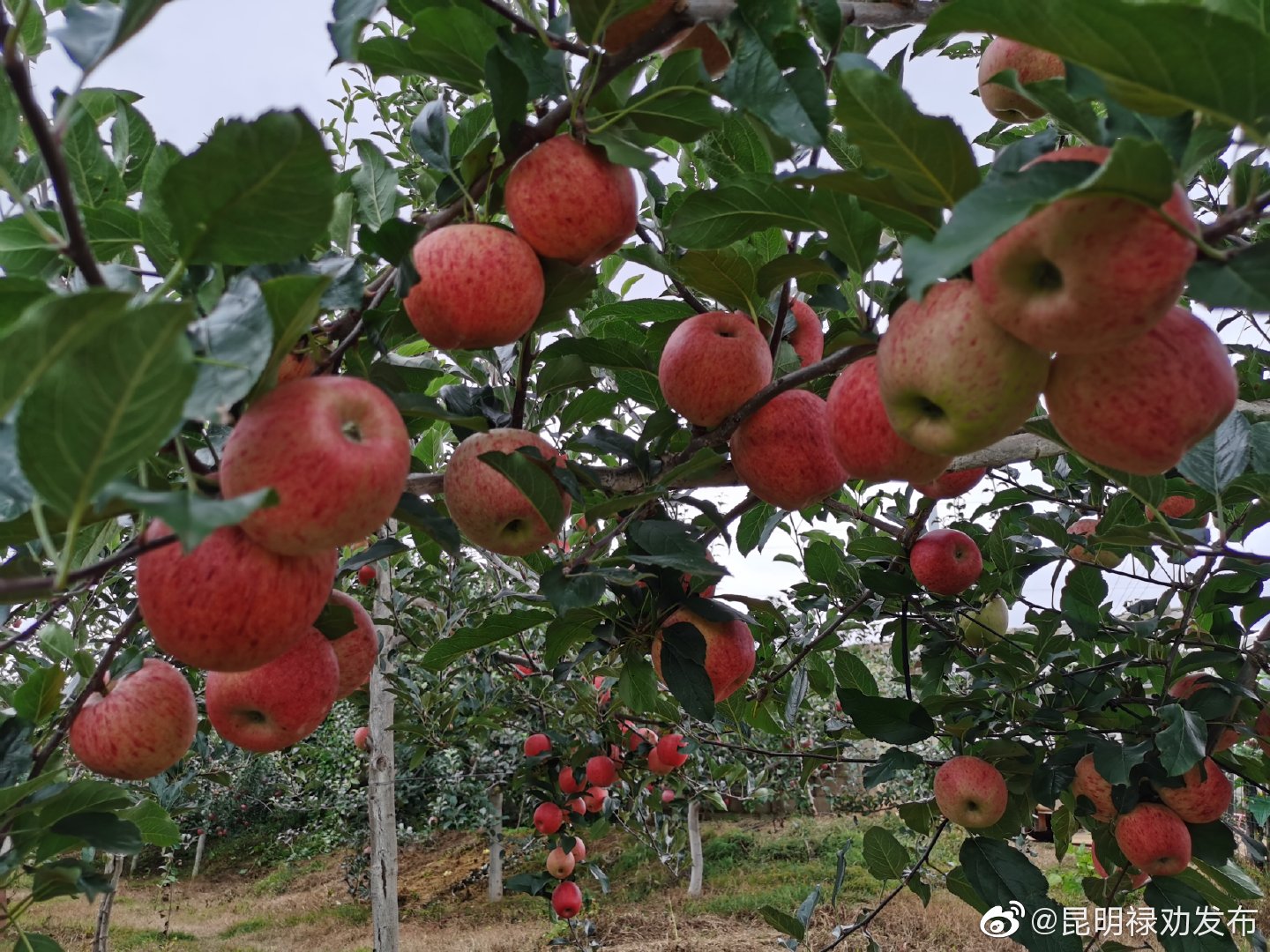 “昆明禄劝发布”微博