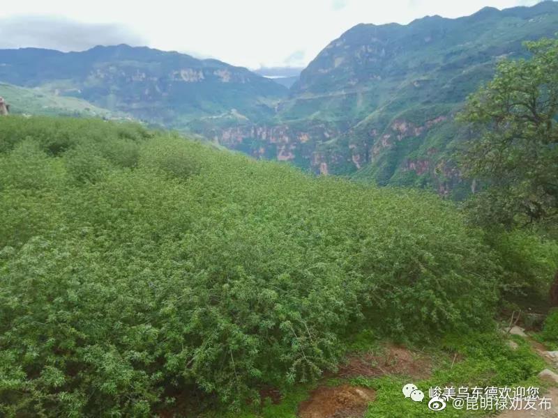 “昆明禄劝发布”微博