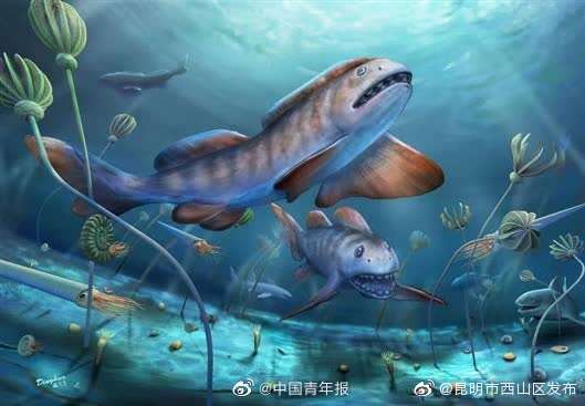 我国首次发现2.9亿年前巨鲨化石