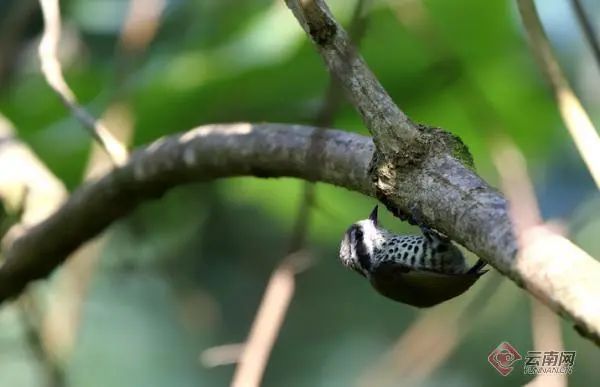 云南广播电视台(微信)