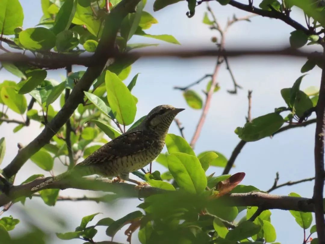 云南广播电视台(微信)