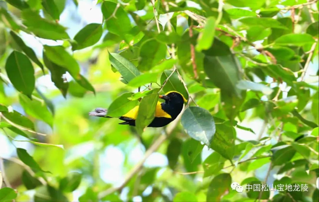 云南广播电视台(微信)