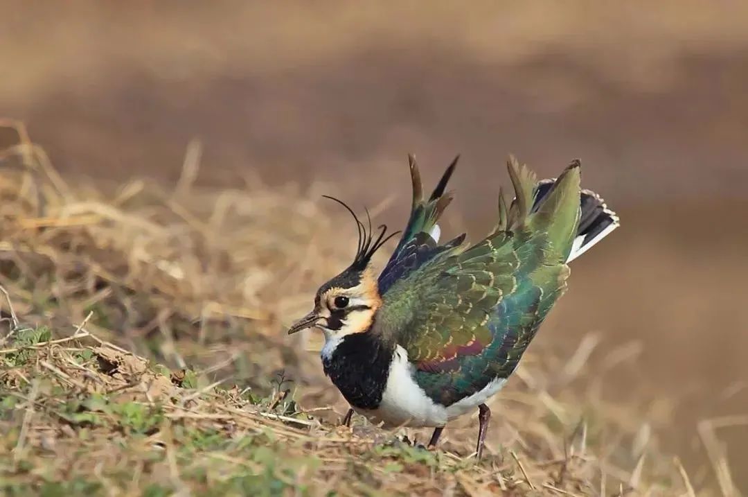 云南广播电视台(微信)