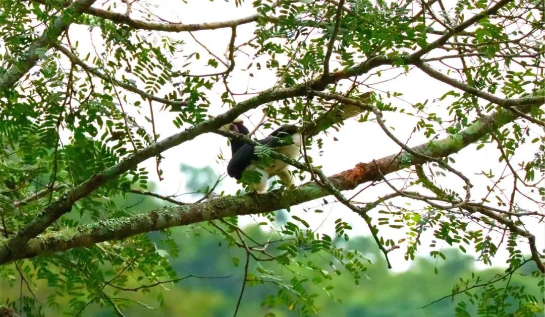 云南广播电视台(微信)