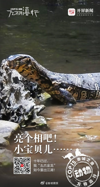 10年了，我“五爪金龙”该出来亮亮相了