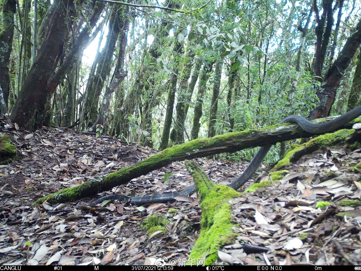 罕见！云南昌宁拍到眼镜王蛇珍贵影像