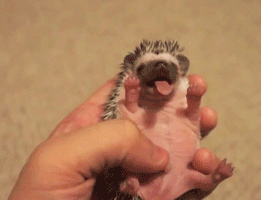 “昆明市西山区发布”微博