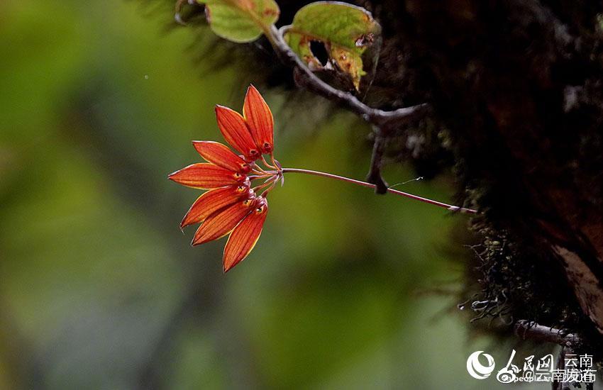 “云南发布”微博