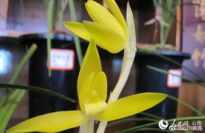 “云南发布”微博