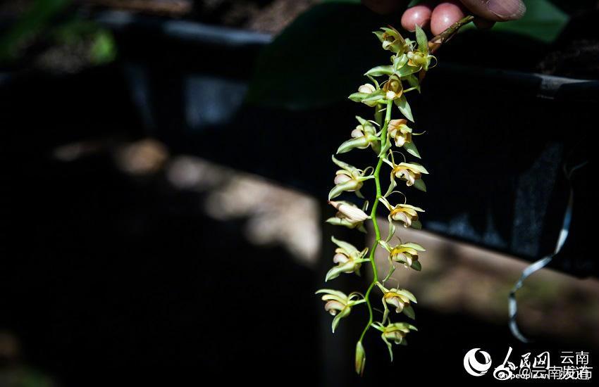 “云南发布”微博