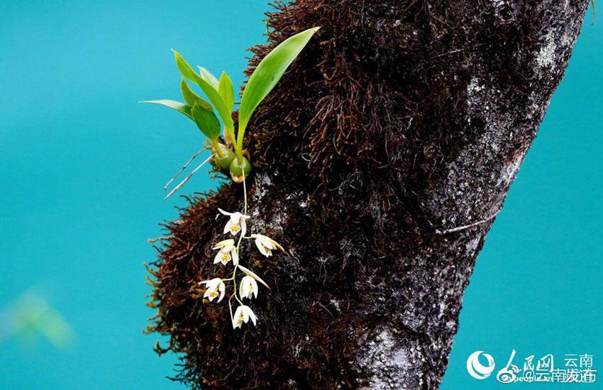 “云南发布”微博