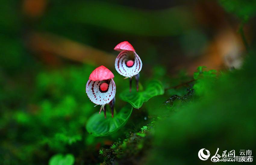 “云南发布”微博