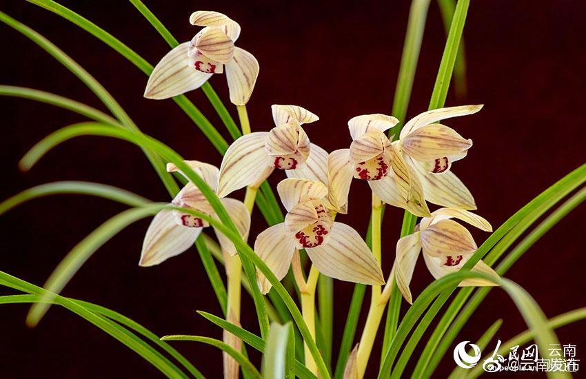 “云南发布”微博