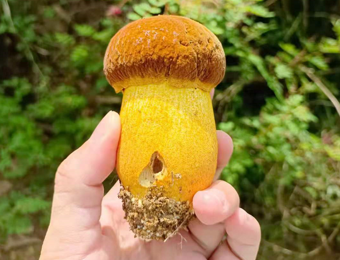 云南楚雄网(微信)