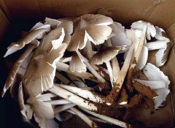 红河文旅(微信)