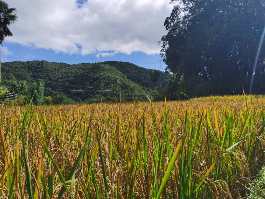 红河文旅(微信)