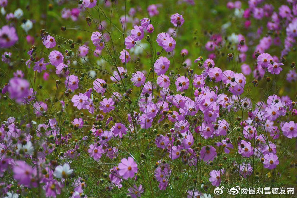“昆明官渡发布”微博