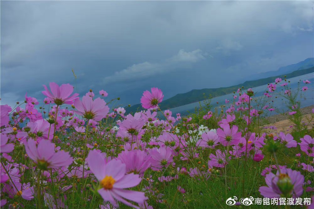 “昆明官渡发布”微博