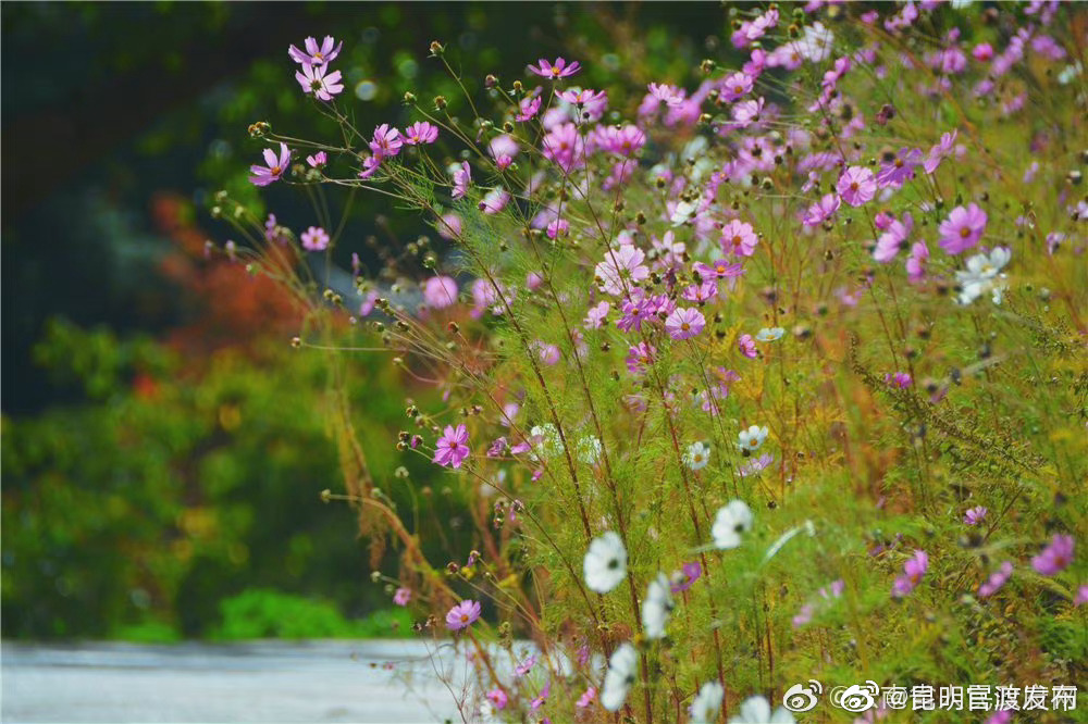 “昆明官渡发布”微博