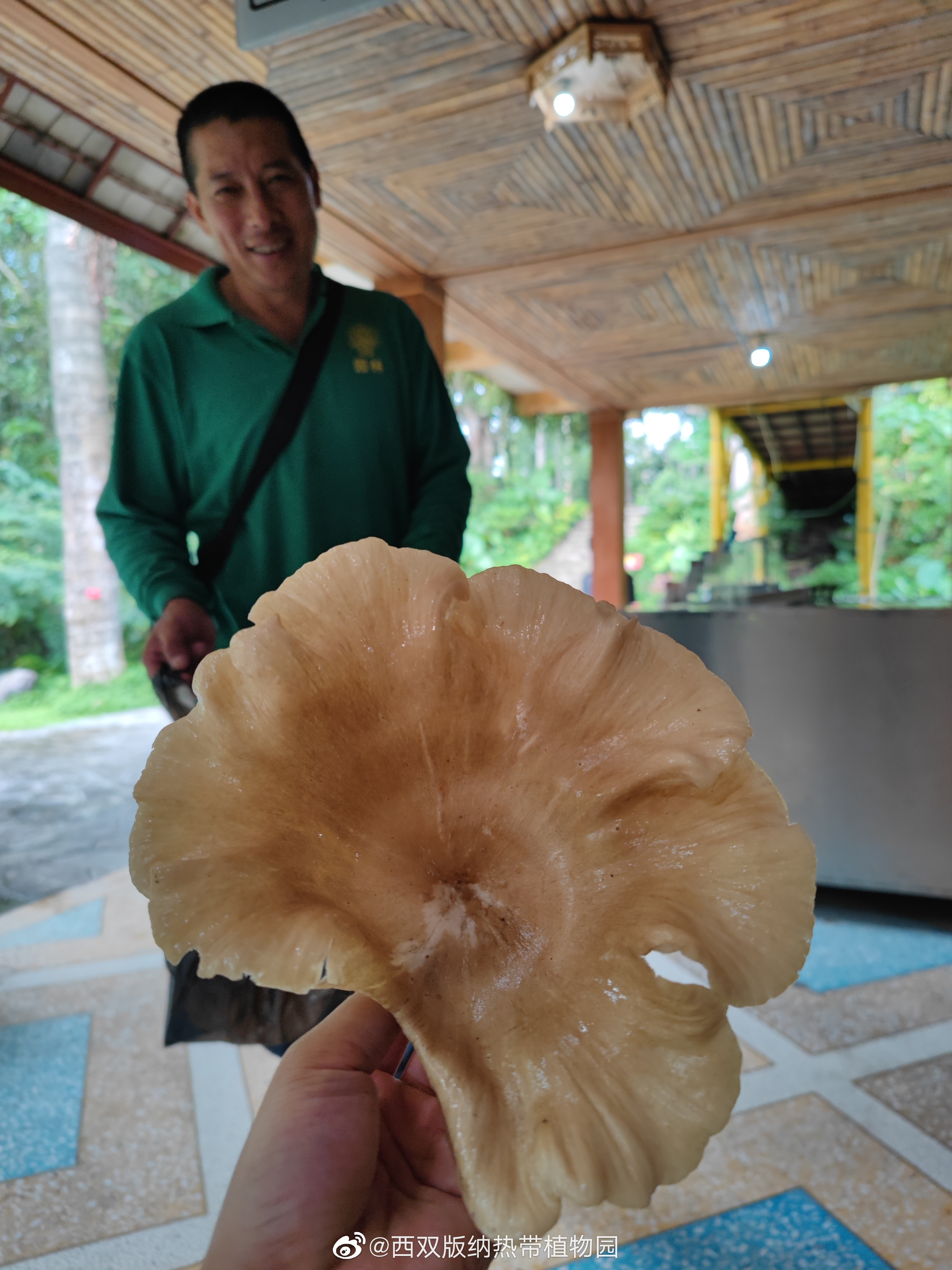 美味菌菇八担柴