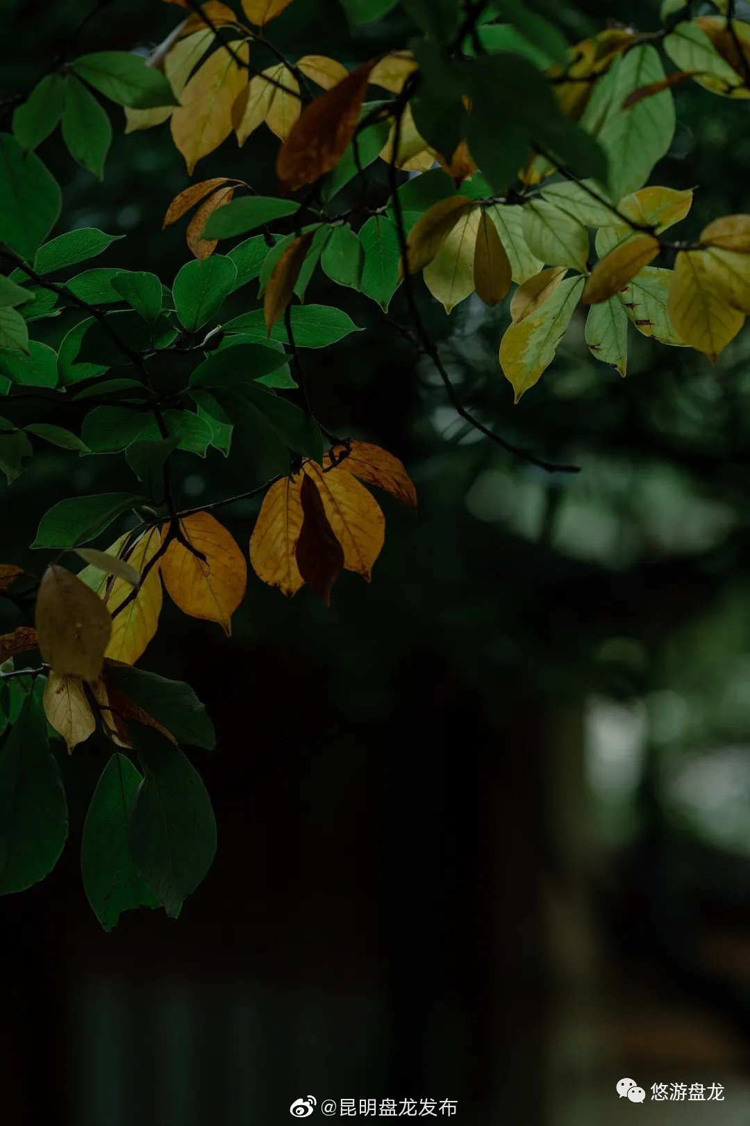 “昆明盘龙发布”微博