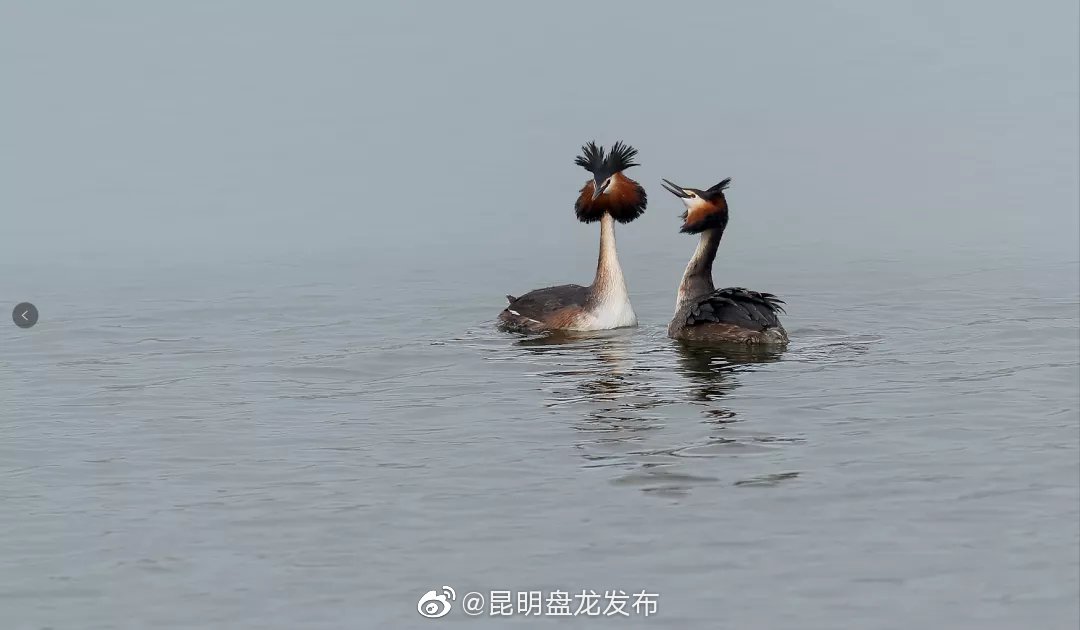 “昆明盘龙发布”微博