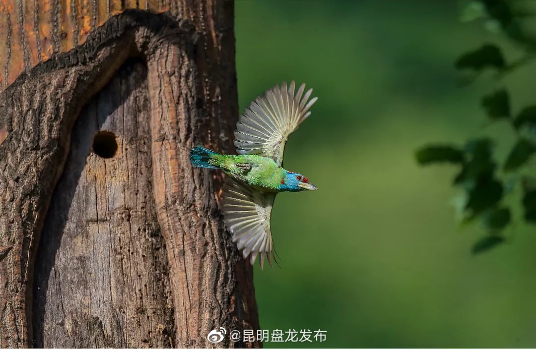 “昆明盘龙发布”微博