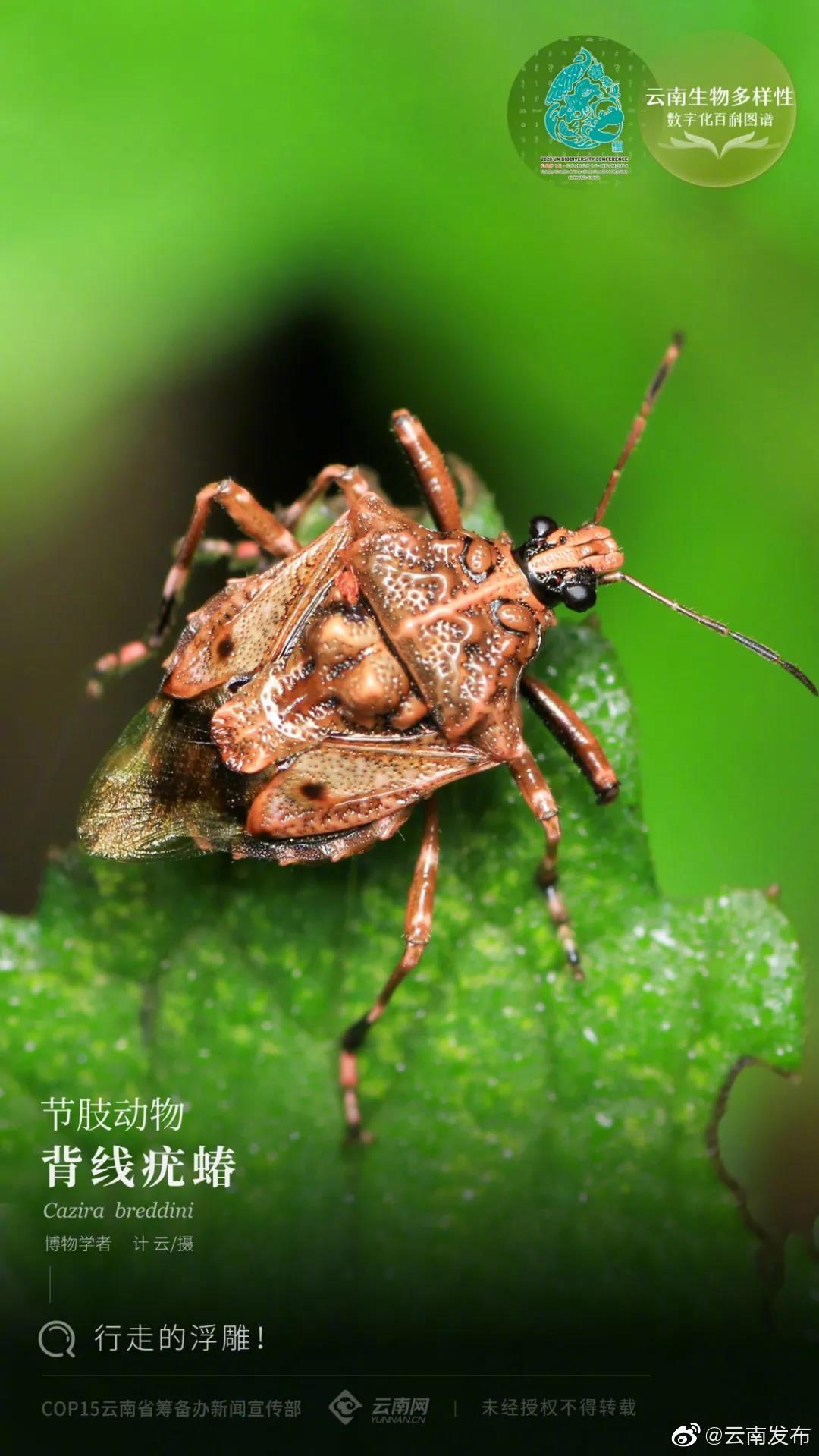 云南生物多样性数字化百科图谱 | 节肢动物·背线疣蝽：行走的浮雕