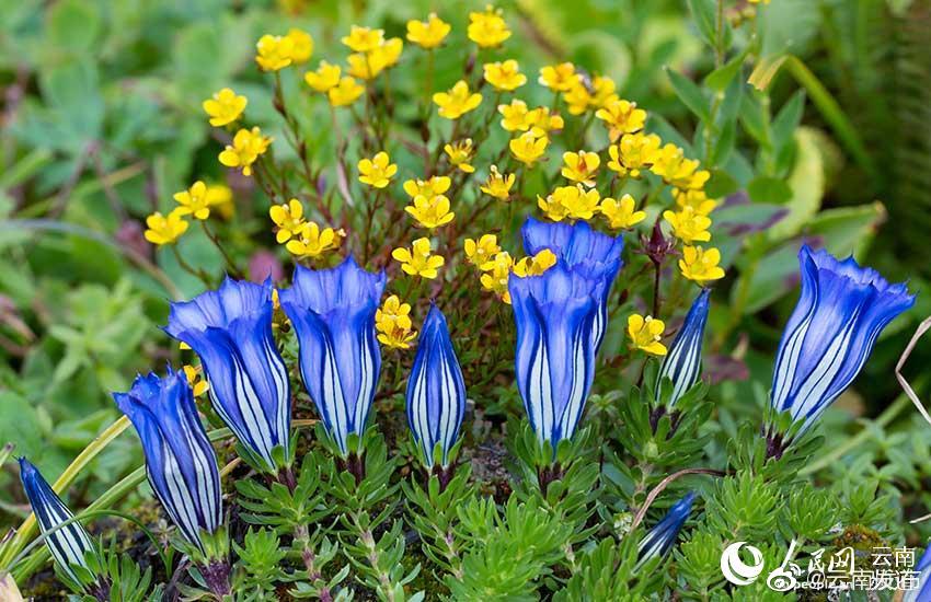 “云南发布”微博