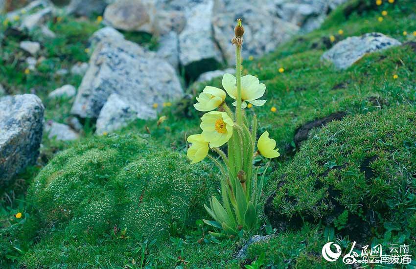 “云南发布”微博