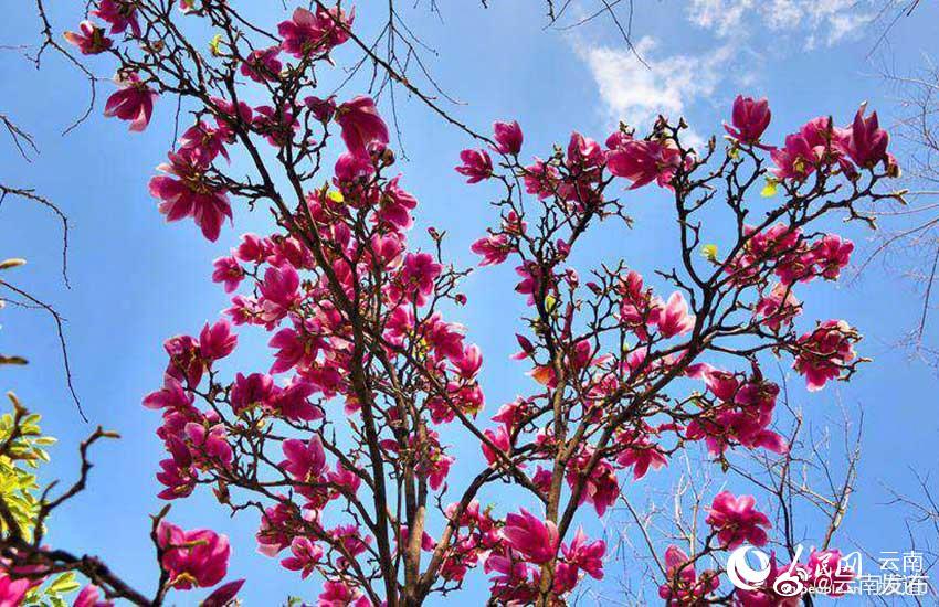 “云南发布”微博