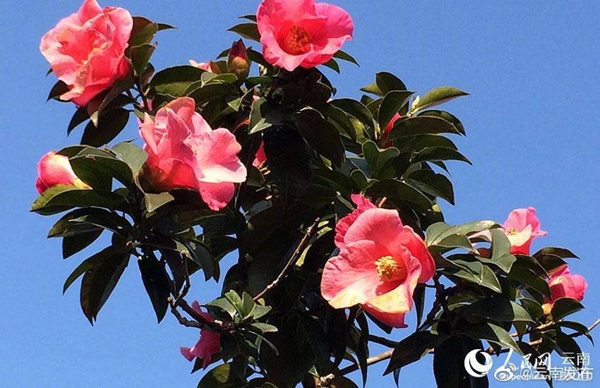 “云南发布”微博