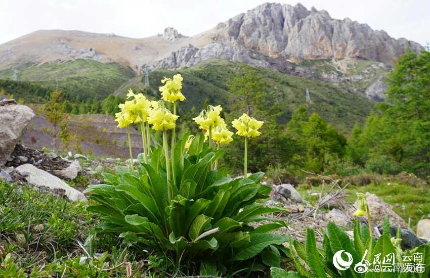 “云南发布”微博