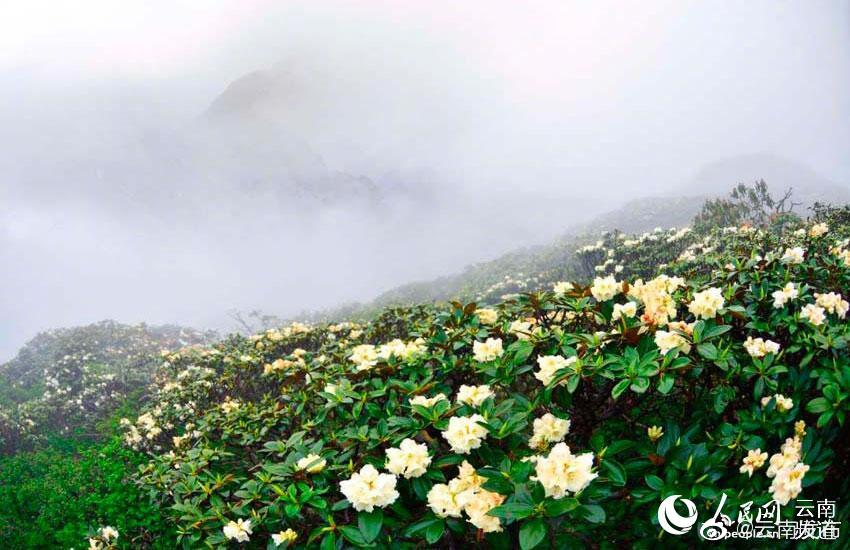 “云南发布”微博