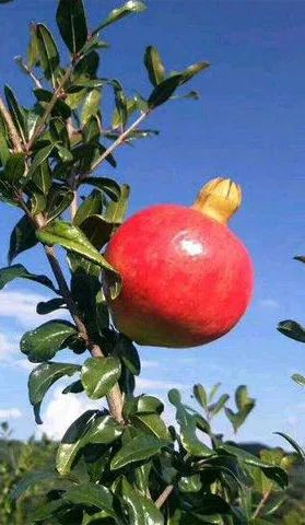 丽江日报(微信)