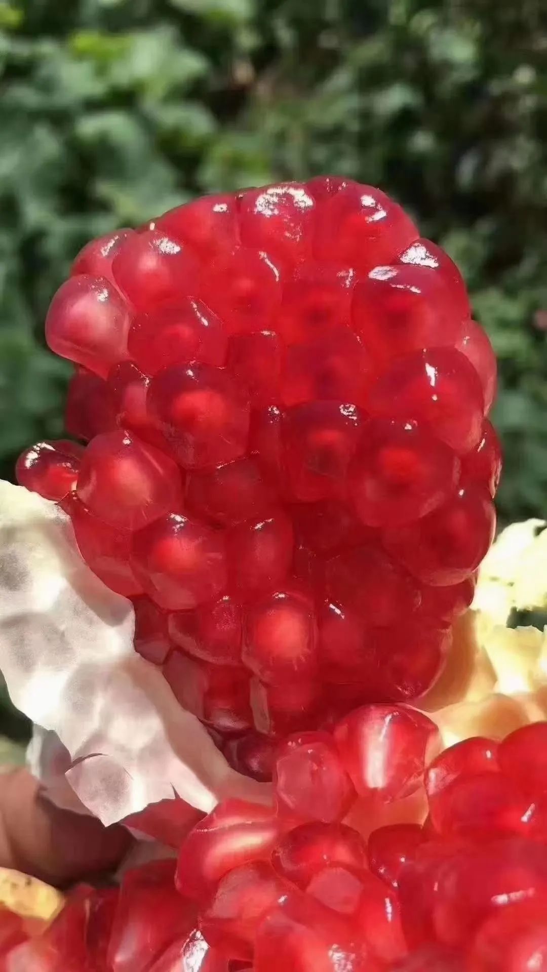 丽江日报(微信)