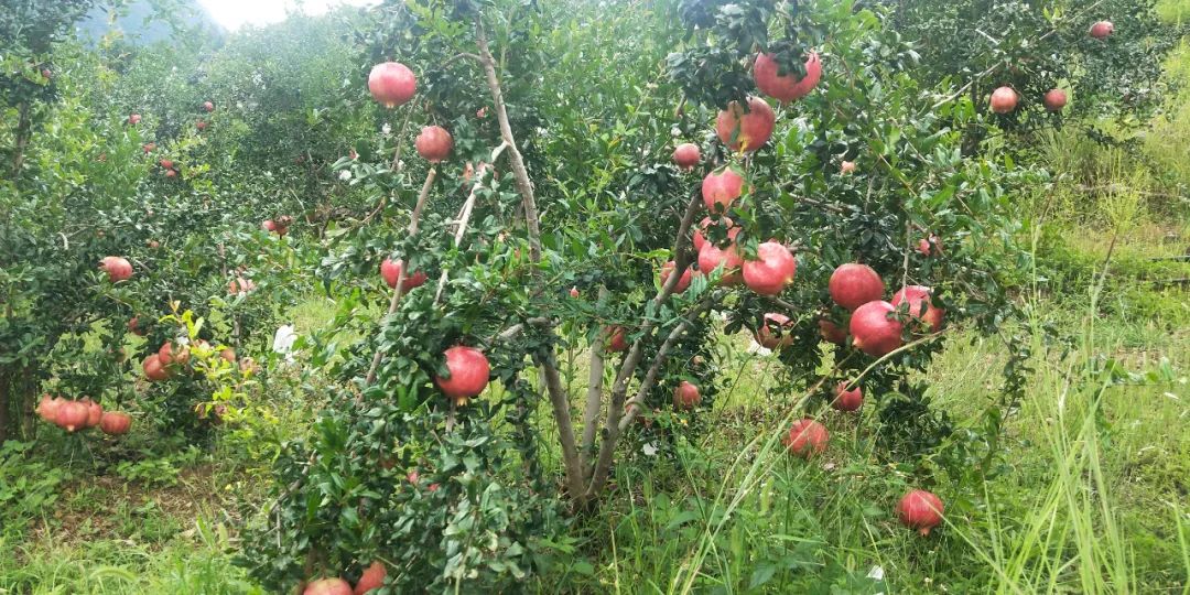 丽江日报(微信)