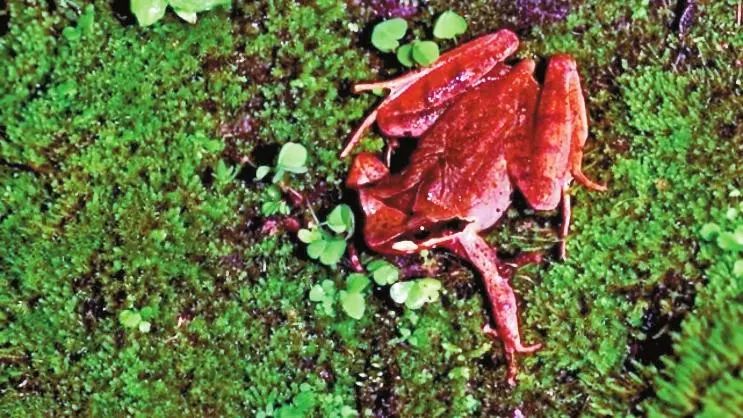 丽江日报(微信)