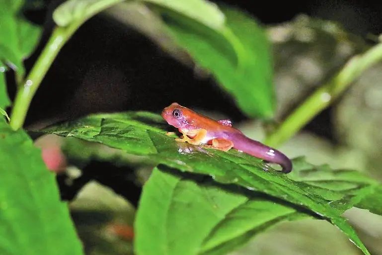 丽江日报(微信)