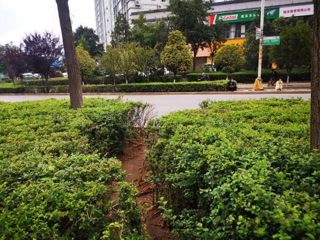 昭通日报(微信)