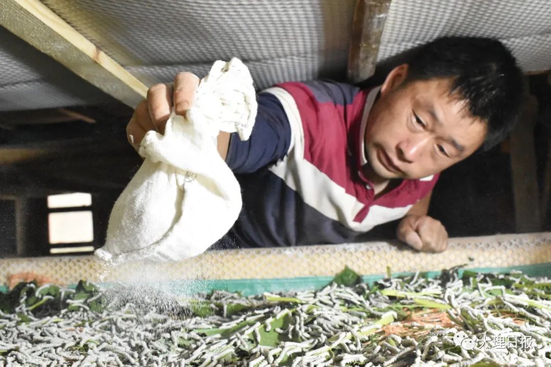 大理日报(微信)