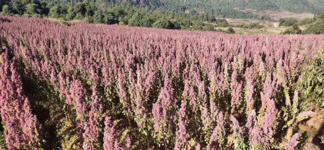 云南中医药大学第二附属医院(微信)