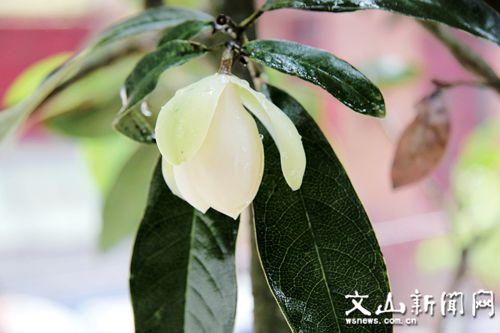 云南广播电视台(微信)