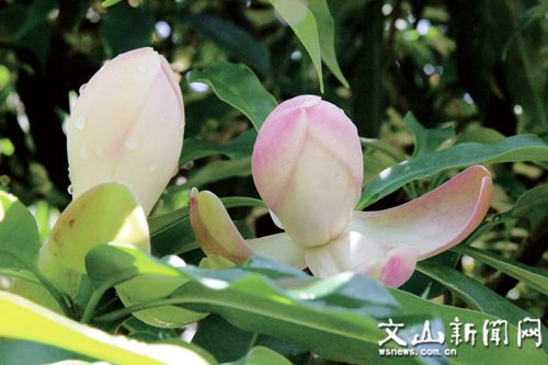 云南广播电视台(微信)