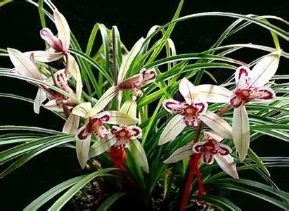 云南广播电视台(微信)