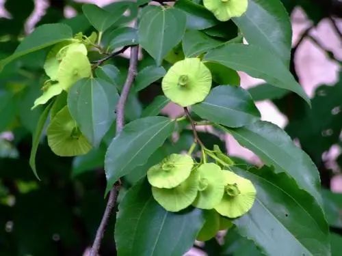 云南广播电视台(微信)