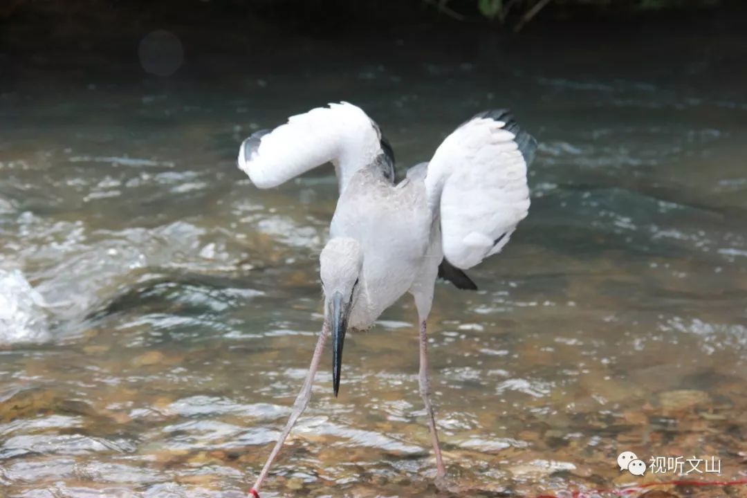 云南广播电视台(微信)